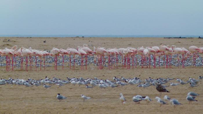 12466258_10153789016178194_4611383834876152910_o