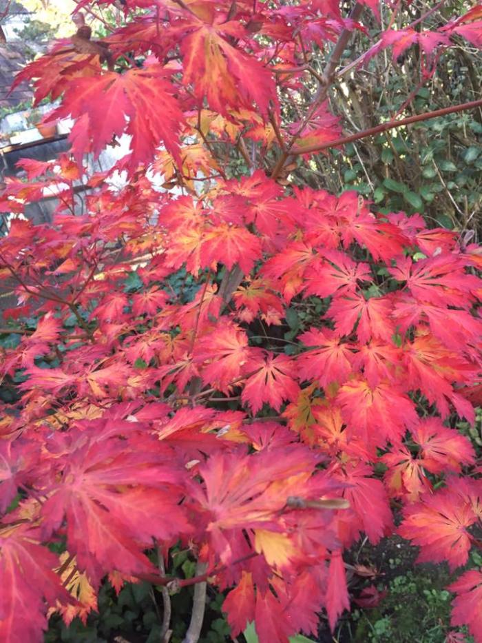 14670825_10154047344087602_6121464812218372206_n