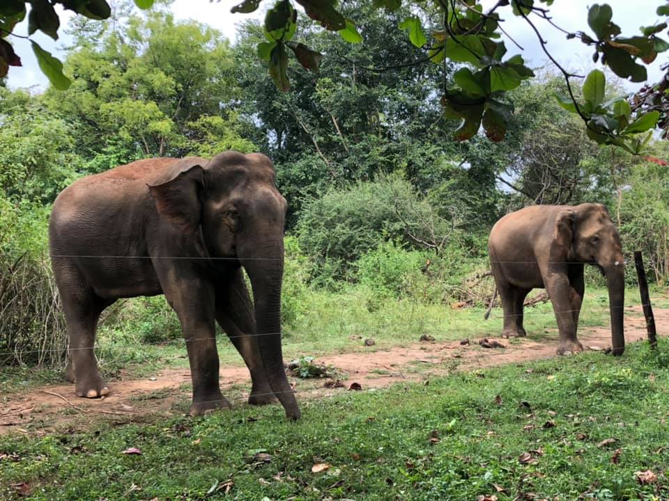 52849467_10156360827202602_8446213746346426368_n