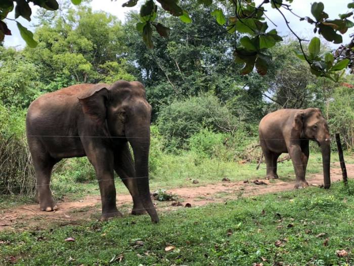 52849467_10156360827202602_8446213746346426368_n